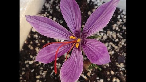 Growing Saffron Plant For More Growing