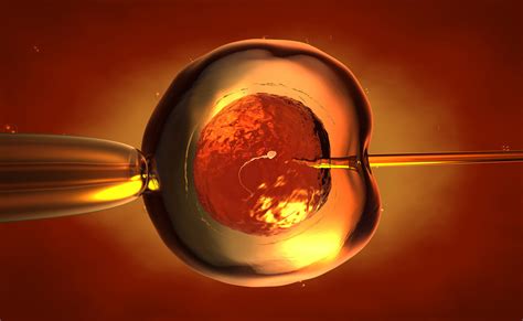 Vitro Fertilization And Embryo Transfer Embryo Transfer During Pregnancy