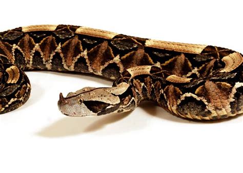 The Most Venomous Snakes Top 10
