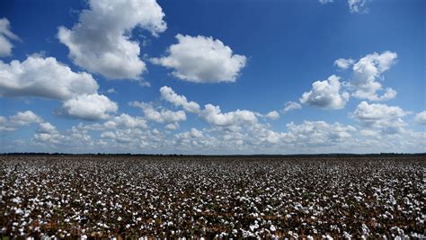 Experience cotton fields & small town charm at Heritage Festival