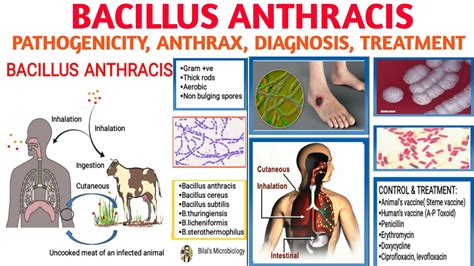 Bacillus Anthracisanthrax Pathogenicity Types Of Anthrax