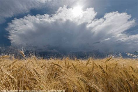 The Sun Shines Through Clouds Over A Field Of Ripening Wheat On A Sunny Day