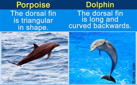 Xscope Vs Dolphin Polizmarine