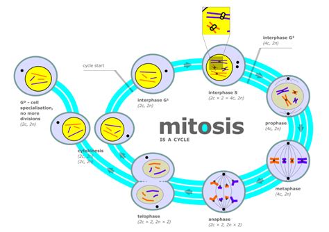 Mitosis And Meiosis Ap® Biology Crash Course Review Albert Resources