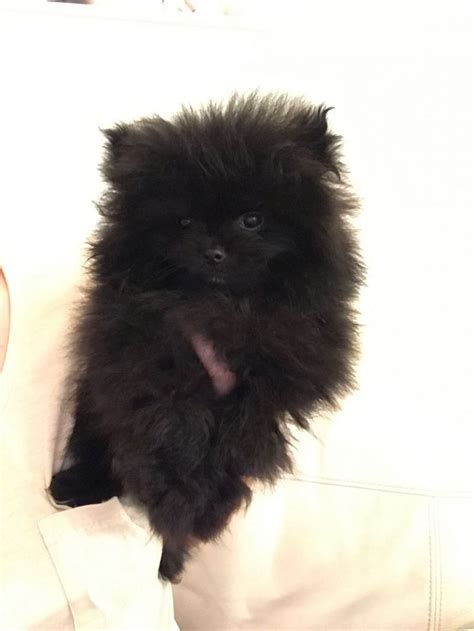 Top Quality Black Female Pomeranian Puppy For Sale Adoption From
