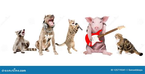 Group Of Cute Funny Animals Musicians Stock Image Image Of Guitar