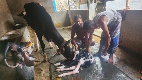 আমার খামারে প্রথম গাভীর বাচ্চা প্রসব Cow Giving Birth বাচ্চা প্রসবের পূর্ব লক্ষণ ও প্রসব পদ্ধতি
