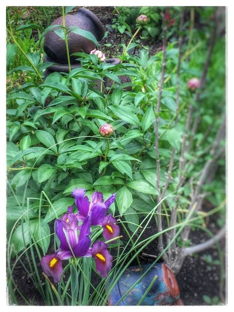 Maybe you would like to learn more about one of these? Iris Peony Flowers Garden Fort Worth Texas Flowers Buds ...