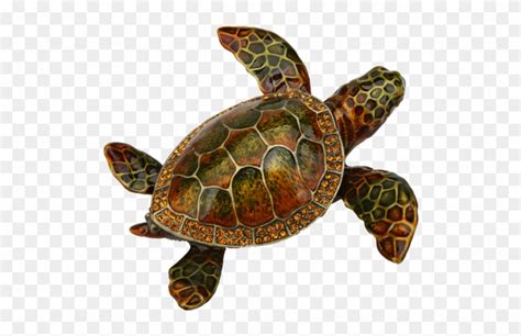 Loggerhead Sea Turtle Png Clipart 267464 Pikpng