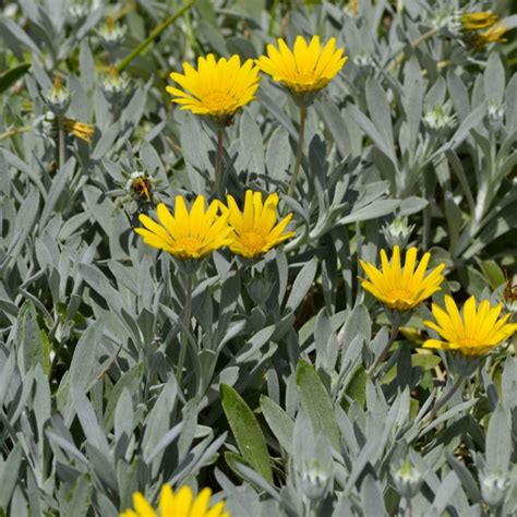 Maybe you would like to learn more about one of these? Buy Silver Leaf Gazania - A hardy low growing groundcover ...