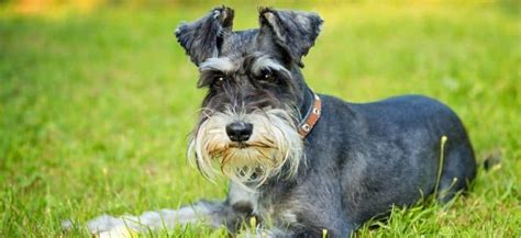 Cute Schnauzer Haircut Ideas All The Different Types And Styles