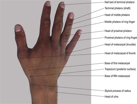 Dorsal Part Of The Hand