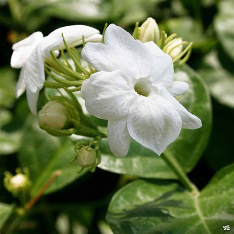 Arabian Jasmine — Green Acres Nursery And Supply