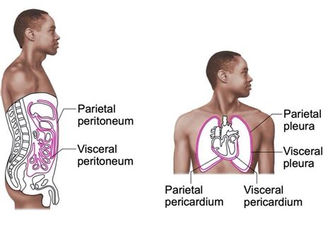 Question Where Is The Visceral Pericardium Memory