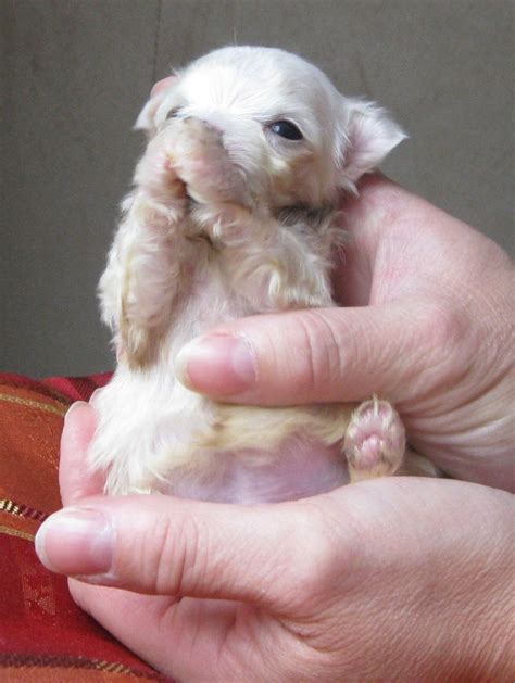 594 Best Bichon Maltese Images On Pinterest Little Dogs