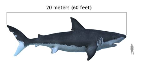 Megalodon Shark Facts Size Extinction Sightings And Other Faq