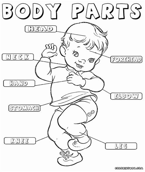 Body Parts Coloring Pages For Toddlers Coloring Pages