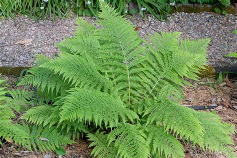 15 Lady Ferns Native Plants Lucilleemilia