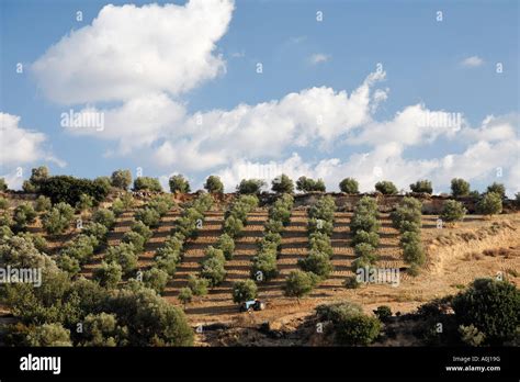 Olive Grove Near Vori Southern Crete Greece Stock Photo Alamy