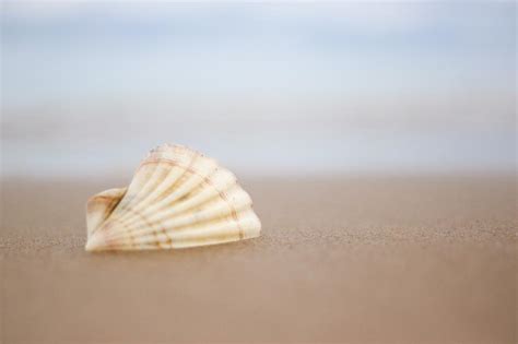White Seashell On A Sandy Beach Free Image Download