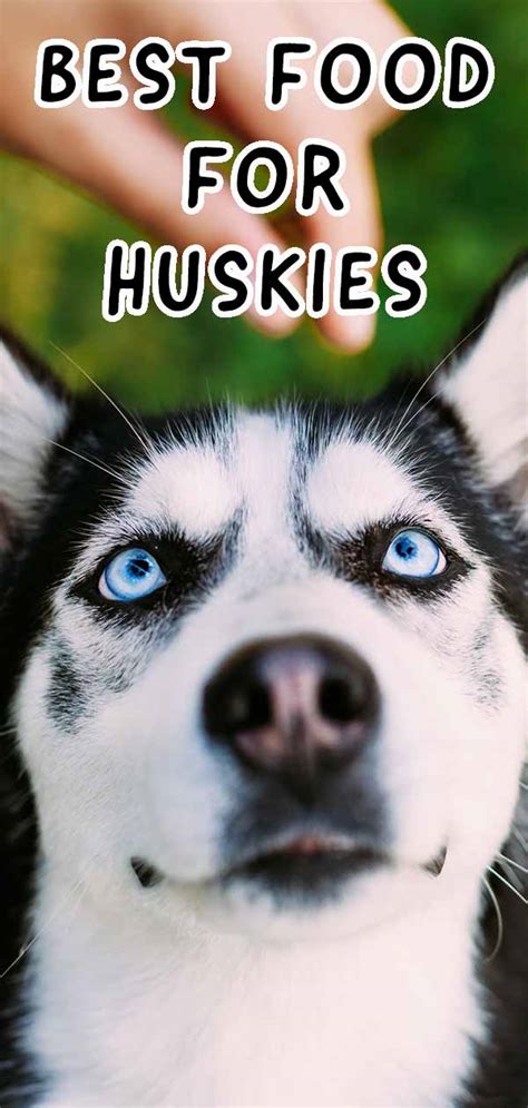 Its main ingredient is lamb, but the diet also features a wide range of whole grains, fruits, and vegetables. Best Dog Food for Huskies: How to Handle the Picky Eater