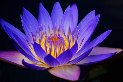 Download Purple Flower Flower Nature Water Lily K Ultra Hd Wallpaper