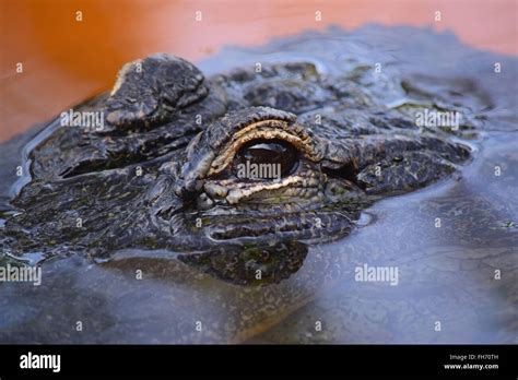 Alligator Eyes Above Water Stock Photo Alamy