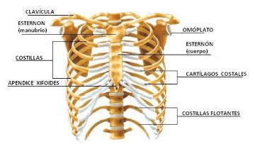 The thoracic cage consists of the 12 thoracic vertebrae, the associated intervertebral discs. The Thorax and Flail Chest | Healthcare Spanish