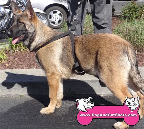 How well do belgian malinois dogs get along with cats? Low Cost Dog and Cat Shots in Northern California We Saw ...