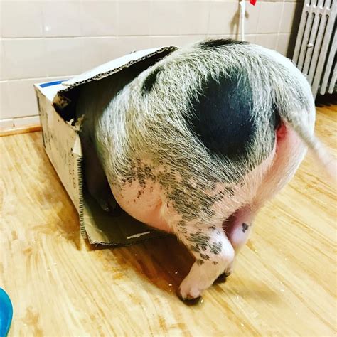 Chicago Pig Chicagopig On Instagram I Love Pig Butts And I Cannot
