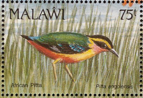 African Pitta Stamps Mainly Images Gallery Format Stamp Bird