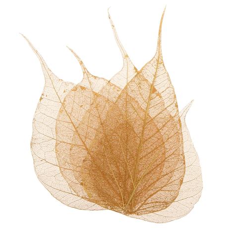 5 Pieces Crafts Pressed Dried Leaves Golden Natural Skeleton Leaves Diy