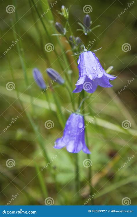 Close Up Of A Blue Bell In Bloom A Popular Flower Of Scotland Stock