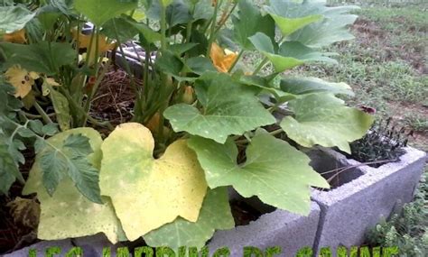 Foglie di zucca gialle: perché le foglie di zucca ...