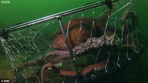 Octopus Poaches Crabs Caught By Fishermen In Bbc Footage Daily Mail