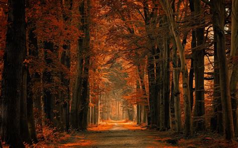 Landscape Nature Path Fall Forest Red Leaves Sunlight Dirt Road Trees