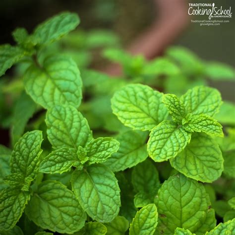 5 Anti Inflammatory Herbs In Your Own Backyard