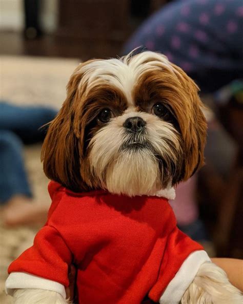 14 Fluffy Facts About Adorable Shih Tzu Page 2 Of 4 Petpress