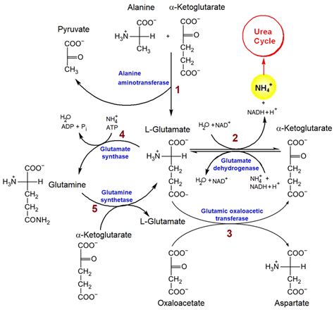 9 7 degradation of amino acids chemistry libretexts