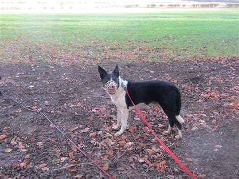 Dog Walk At Newton Tony Near Dogs Trust Salisbury · Wiltshire · Walkiees