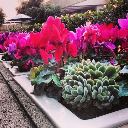 Uc master gardeners of santa clara county. Echeveria San Francisco - Cactus Jungle