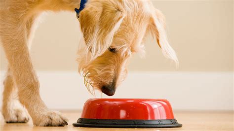 The list has increasingly grown since the beginning of 2019, making it imperative that pet owners keep track of what dog foods are safe for their pets to consume. Nation-Wide Pet Food Recall After Over 70 Dogs Reportedly ...