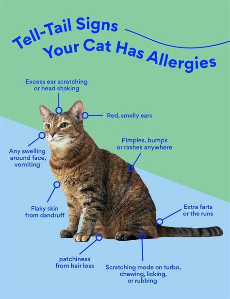 Can Cats Be Allergic To Dogs
