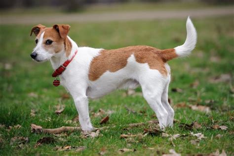 Jack Russell Terrier Hunderasse Mit Bild Info Temperament