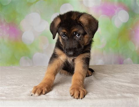 German Shepherd Puppy Dog Portrait Cute Photograph By Ashley Swanson