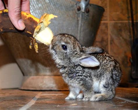 Download Cute Bunny Eating Banana Picture