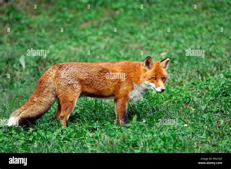 Red Fox Vulpes Vulpes Renard Roux Stock Photo Alamy