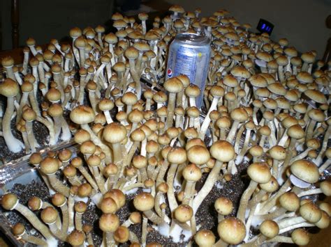 The magic mushroom growers guide. Magic Mushroom Culture - All Mushroom Info