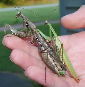 Mating European Mantids Mantis Religiosa Bugguidenet