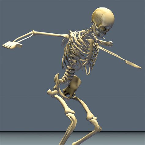 Human Skeleton 24 Animations 3d 3ds